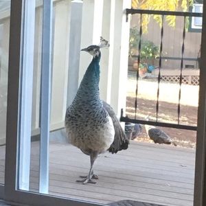 Meet your Posher, Kasey